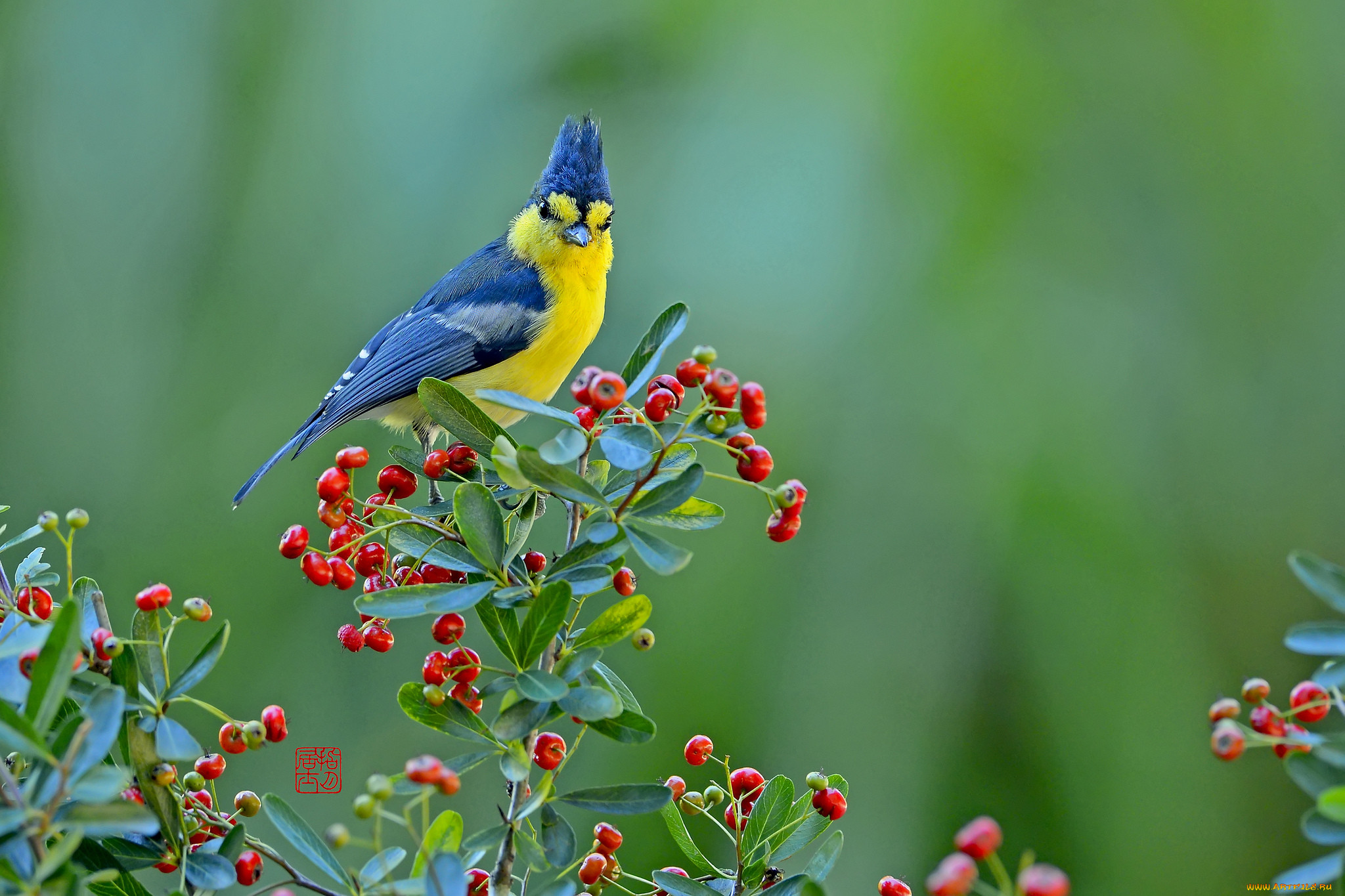 Красивая природа с птицами. Тайваньская желтая синица. Красивые птицы. Летние птицы. Весенние птицы.